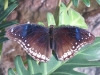 Butterfly Garden in Singapore